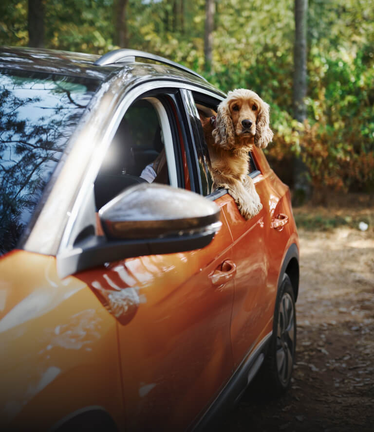 Evcil Dostlarla Yolculuk: Konforlu ve Güvenli Seyahat Tüyoları
